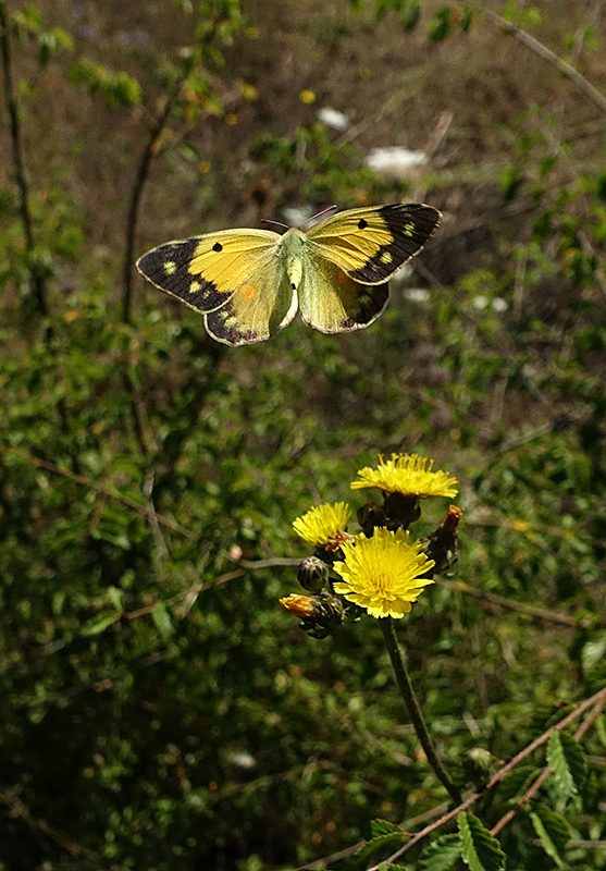 Le Farfalle... volano!